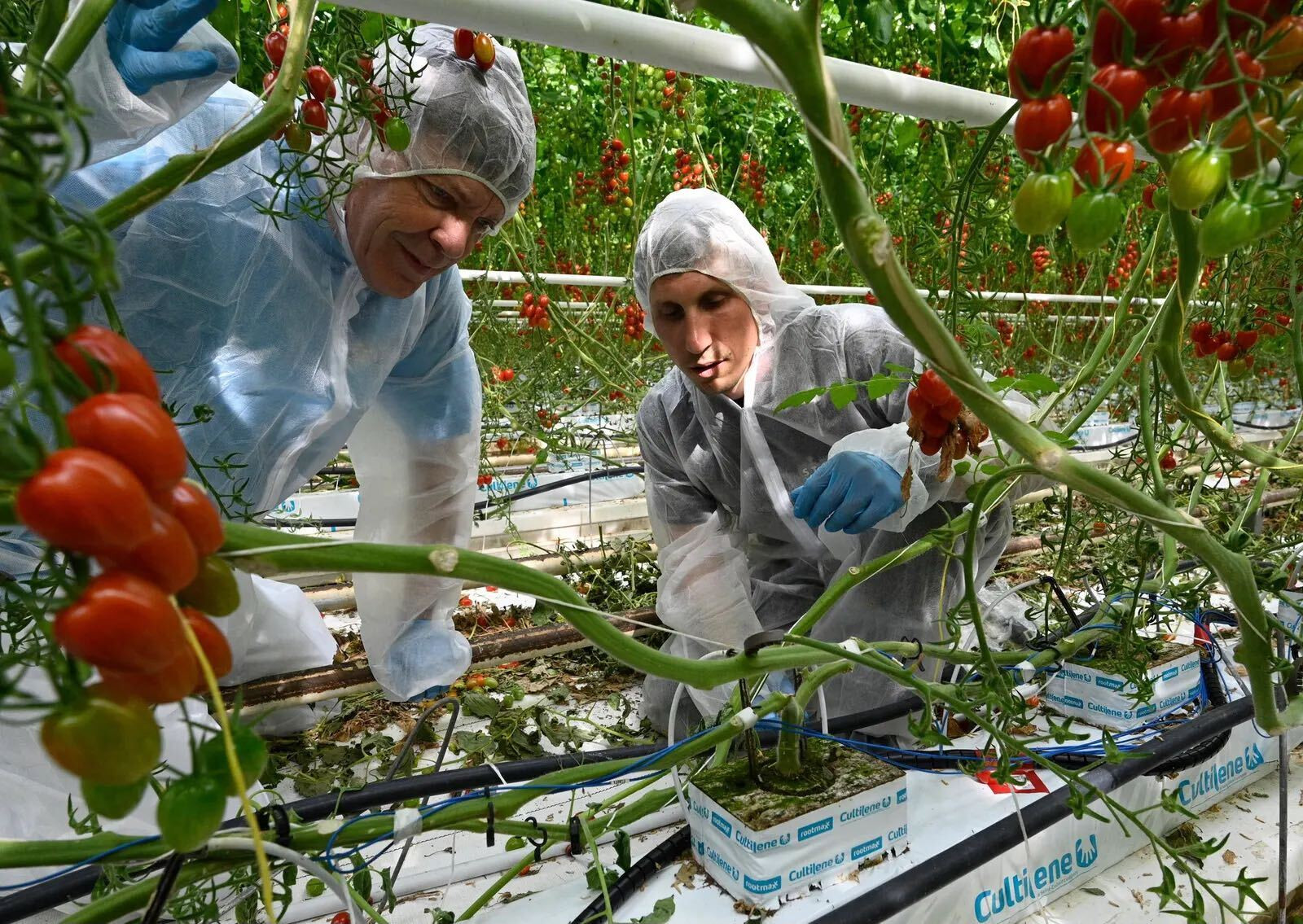 Deux personnes en combinaison de protection inspectent des plants de tomates dans une serre.