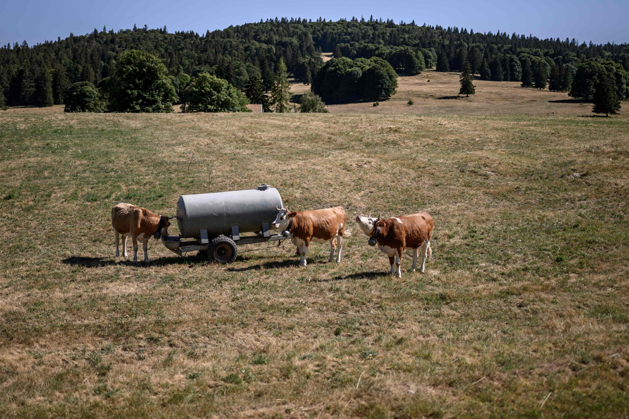 Des vaches s’abreuvent à un réservoir d’eau dans un pré desséché lors d’une canicule, au-dessus de Rochefort, en Suisse.