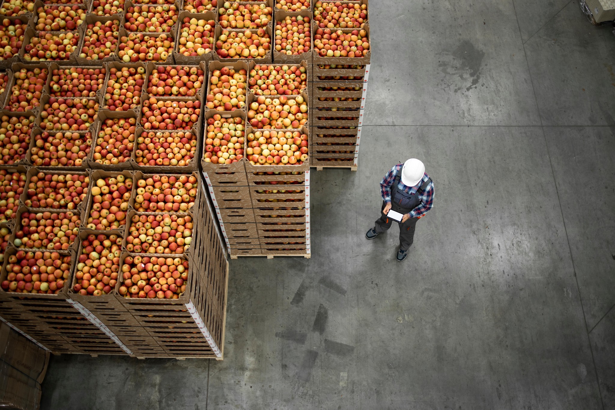 Une fois pressées, les pommes laissent au producteur un reliquat: le marc. Il peut être valorisé en farine, en fourrage pour animaux, en pellets de chauffage, en compost, en cellulose ou même en vinaigre.