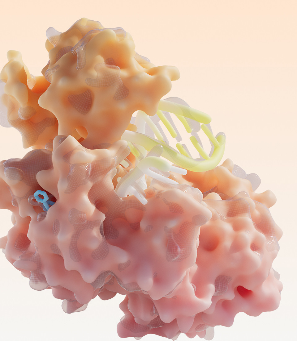 Illustration 3D d’une protéine interagissant avec un brin d’ADN, représentée en rose et orange sur fond clair.