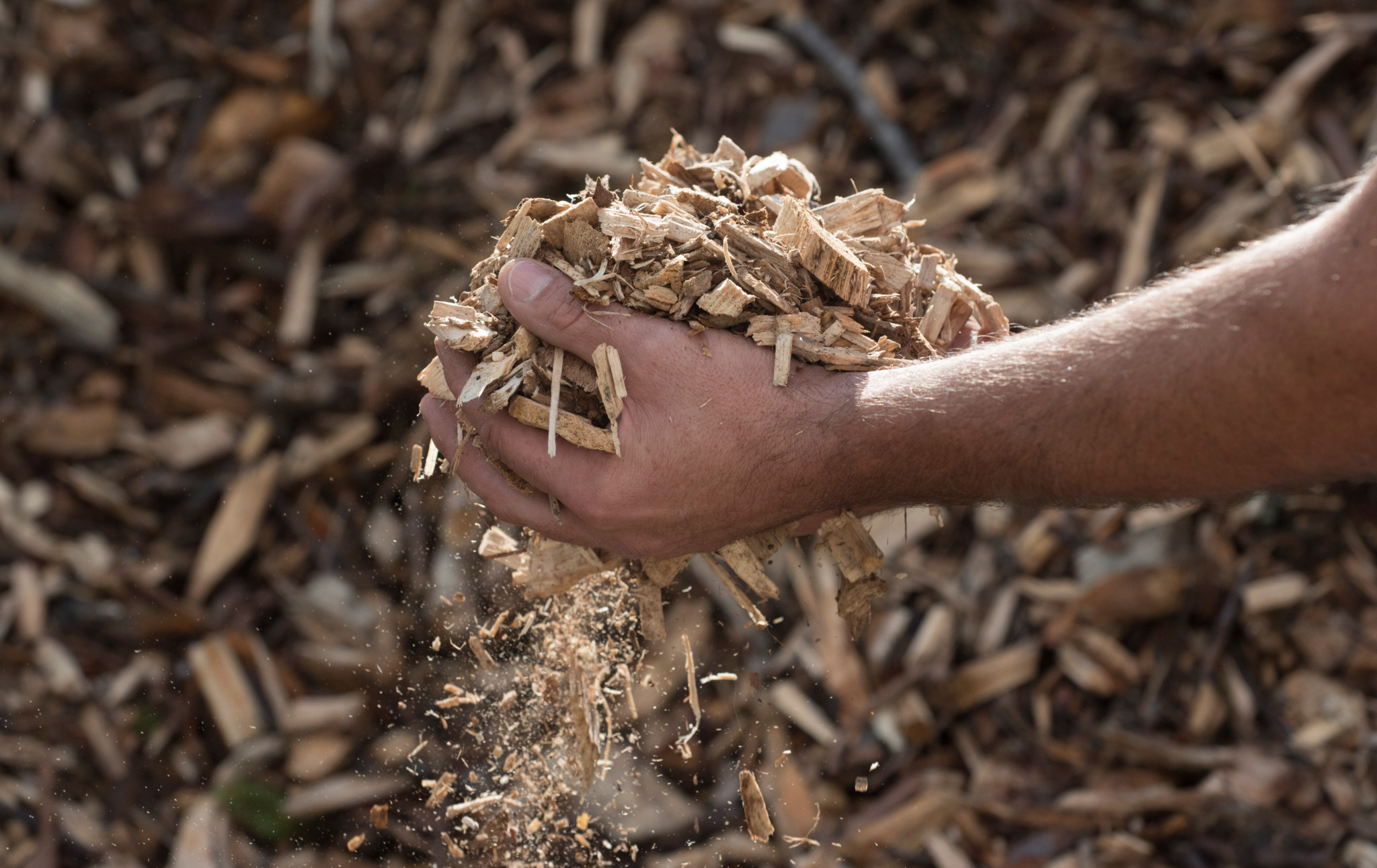 Main tenant une poignée de copeaux de bois, utilisés comme source d’énergie renouvelable pour le chauffage.